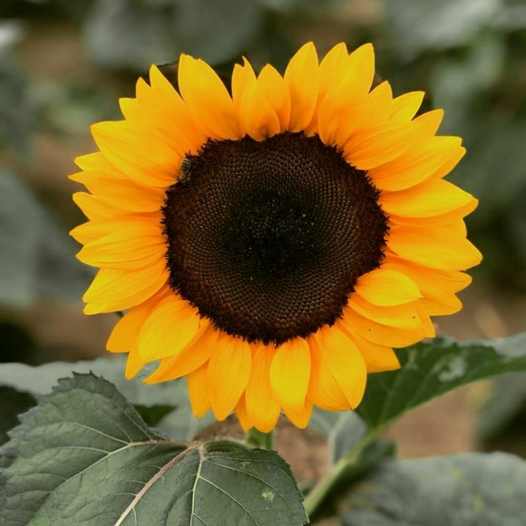 Meet your Posher, Nergis - Picture 8 of 8